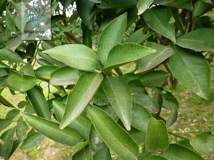 每天一味中草药:枳实,治疗胃口堵的良药