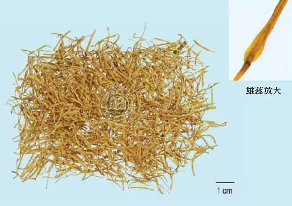 每天一味中草药莲须荷花的花蕊也可以单独入药