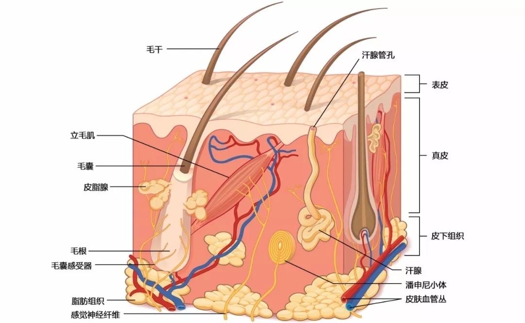 在回答這個問題之前,首先要了解一下皮膚的重要結構:即毛孔,汗腺,皮脂
