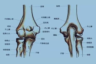 手臂单骨双骨图解图片