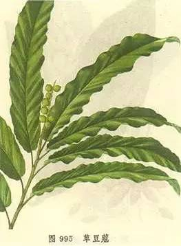 草豆蔻,姜科山姜属植物草豆蔻(alpiniakatsumadai)近成熟种子.