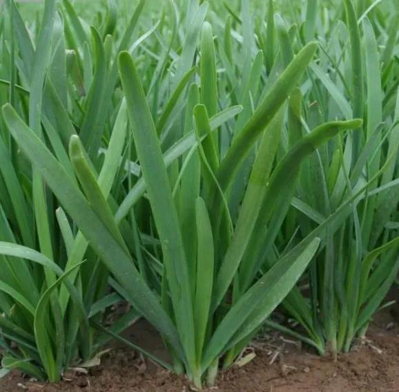 真相来了:韭菜壮阳,真的可信吗?