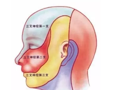 三叉神经主要分布于面部,共有三个分支,分别是眼支,上颌支和下颌支,每