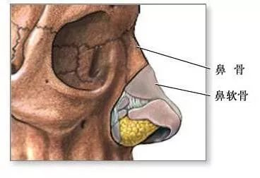 我们从人的鼻部解剖学结构进分析,鼻根鼻梁部分,是由坚硬的鼻骨组成