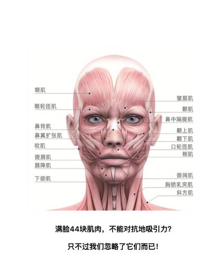 人脸面部肌肉图片