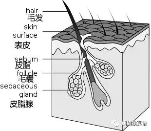 毛囊模式图,图自wikipedia