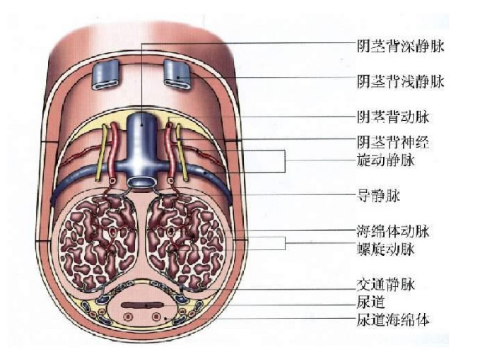 男士生殖器增粗延长手术图片_男士生殖器增粗延长手术图片_跟腱延长手术疤图片