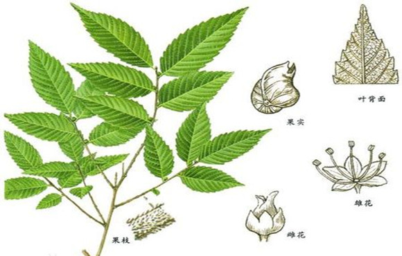 年纪大了血小板却少了,怎么回事?