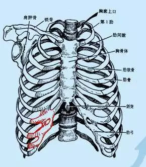 造耳朵的最佳时间?