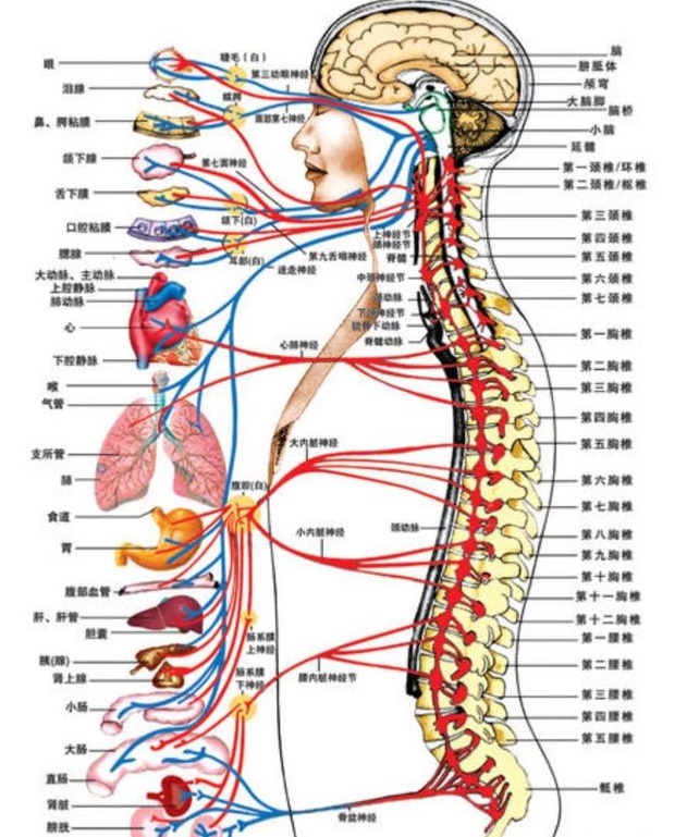 颈交感神经节位置图解图片