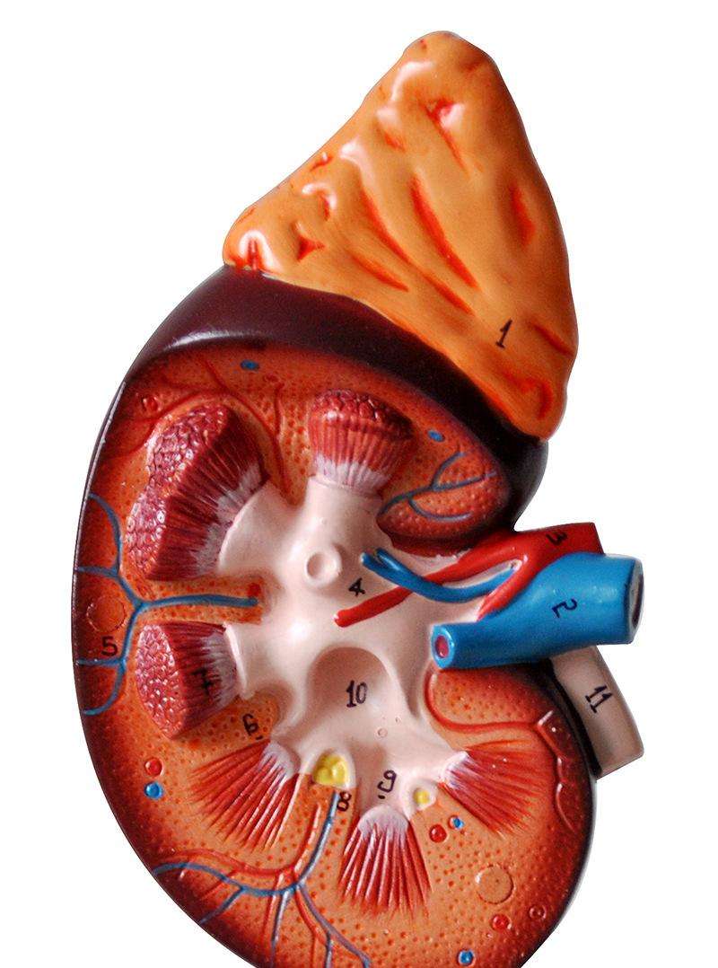 肾上腺组胚图图片
