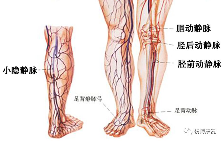 膝关节周围血管图谱图片