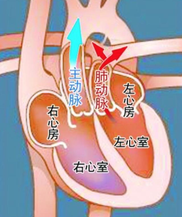 大动脉位置图图片