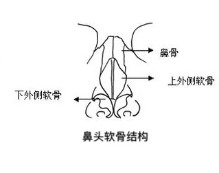 鼻头软骨结构.jpg