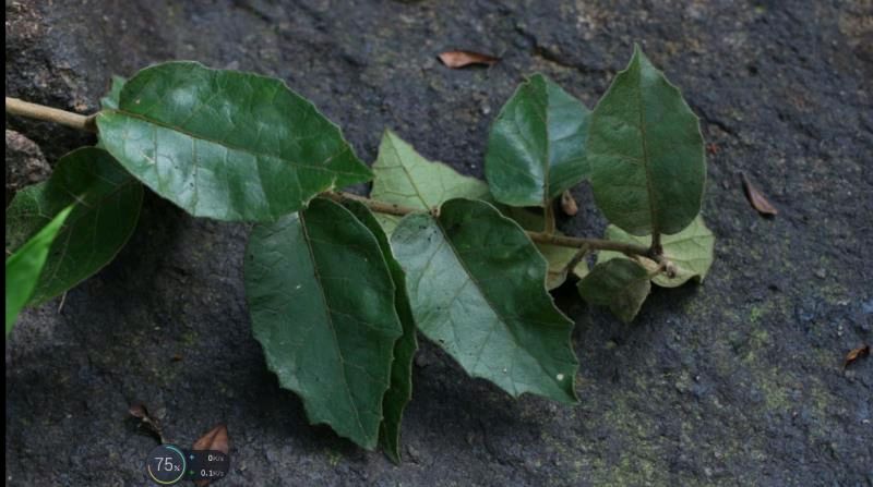 竹叶青岗野木瓜属垂穗石松海岛藤娃儿藤