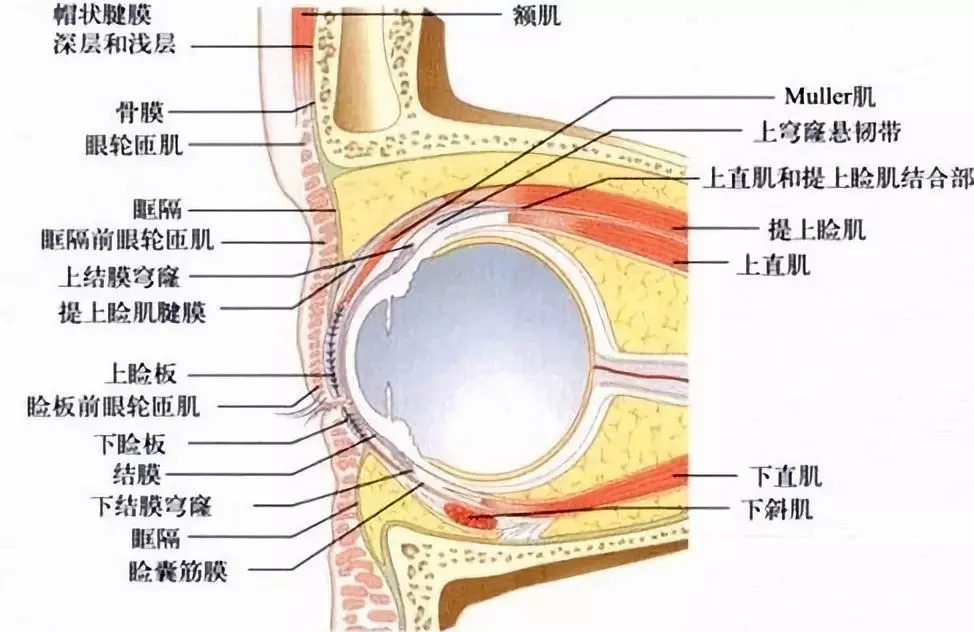 那么我们先来看看眼睑的结构:在这样一个「看脸」的社会,求美者越来越