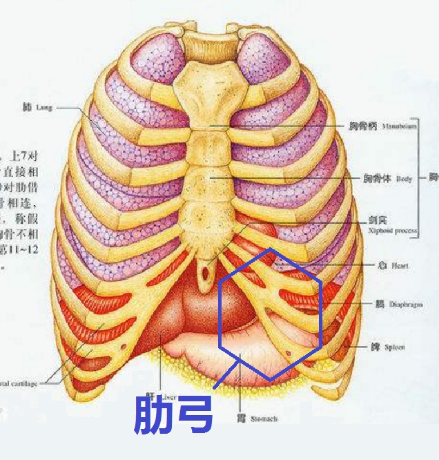 胸骨下端位置图片图片