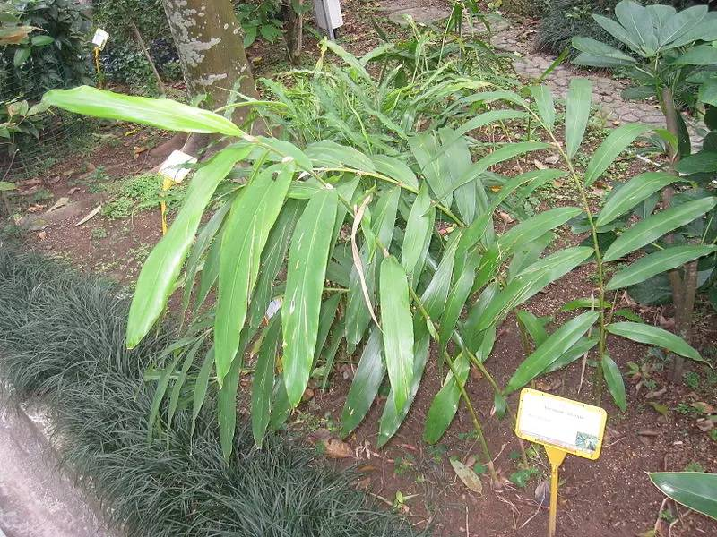砂仁是姜科植物,根茎圆柱形,横着生长,由于没有合适图片就不放了