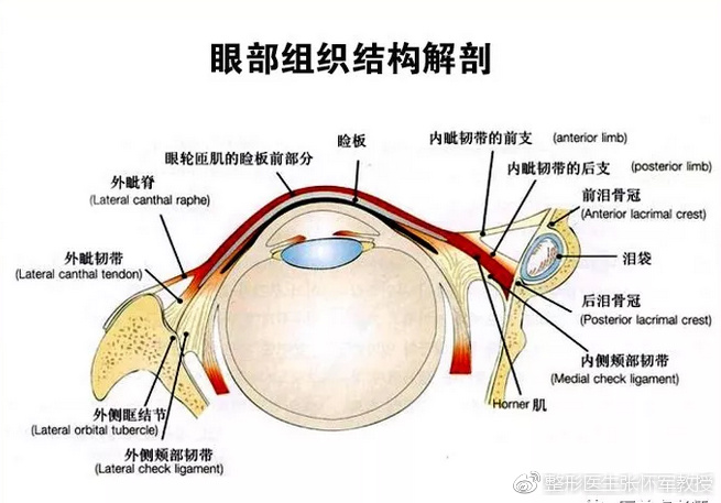 怎样的内眦赘皮才叫美