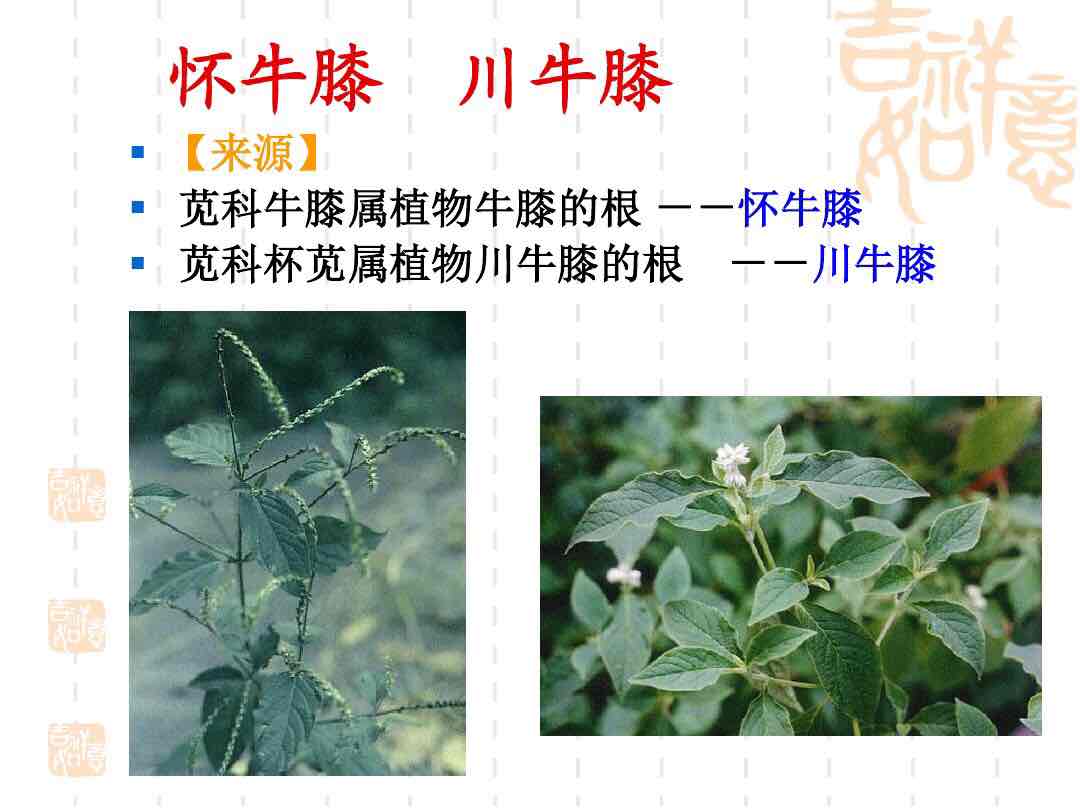 牛膝与川牛膝的区别图片