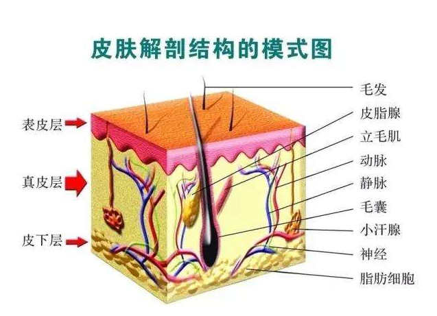 中胚层疗法适合什么人?