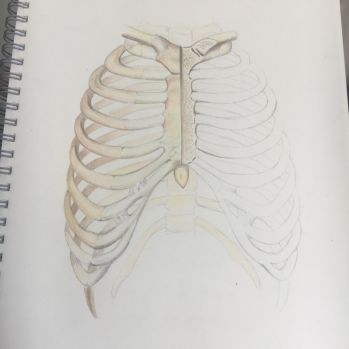 生活科学实验—解剖猪肋骨