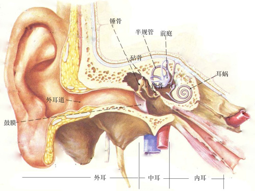 外耳道组成图片