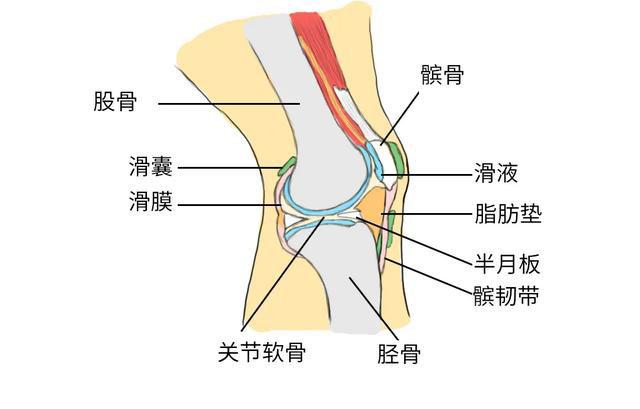 关节滑膜是一层平滑光亮,粉红色,薄而柔润的疏松结缔组织,紧贴在关节