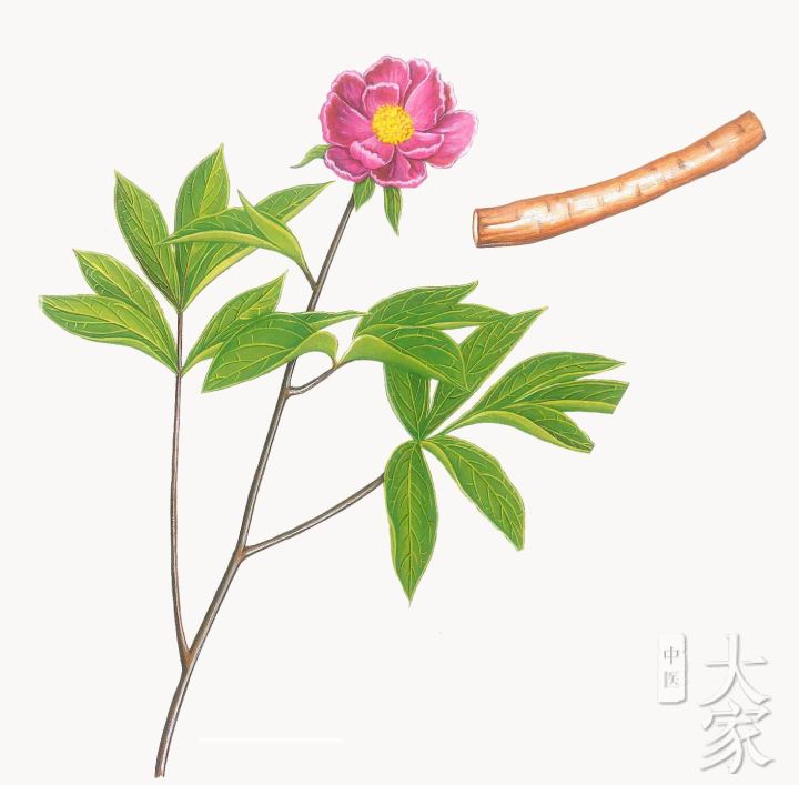 芍药甘草汤治疗老年性便秘