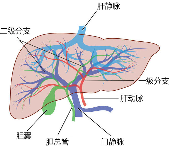 肝门静脉及其属支图片图片