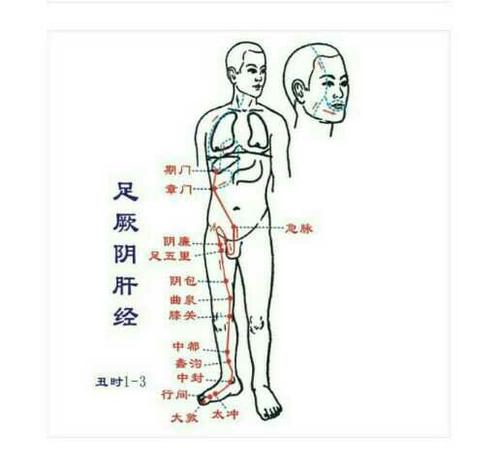 足厥阴经穴主治