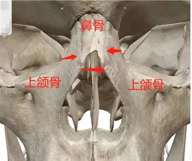 鼻骨是成对的长方形小骨