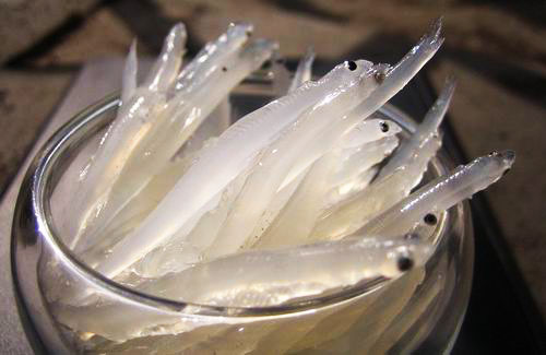 经干制后的银鱼营养价值更高,其中以钙含量为最高,居群鱼之冠.