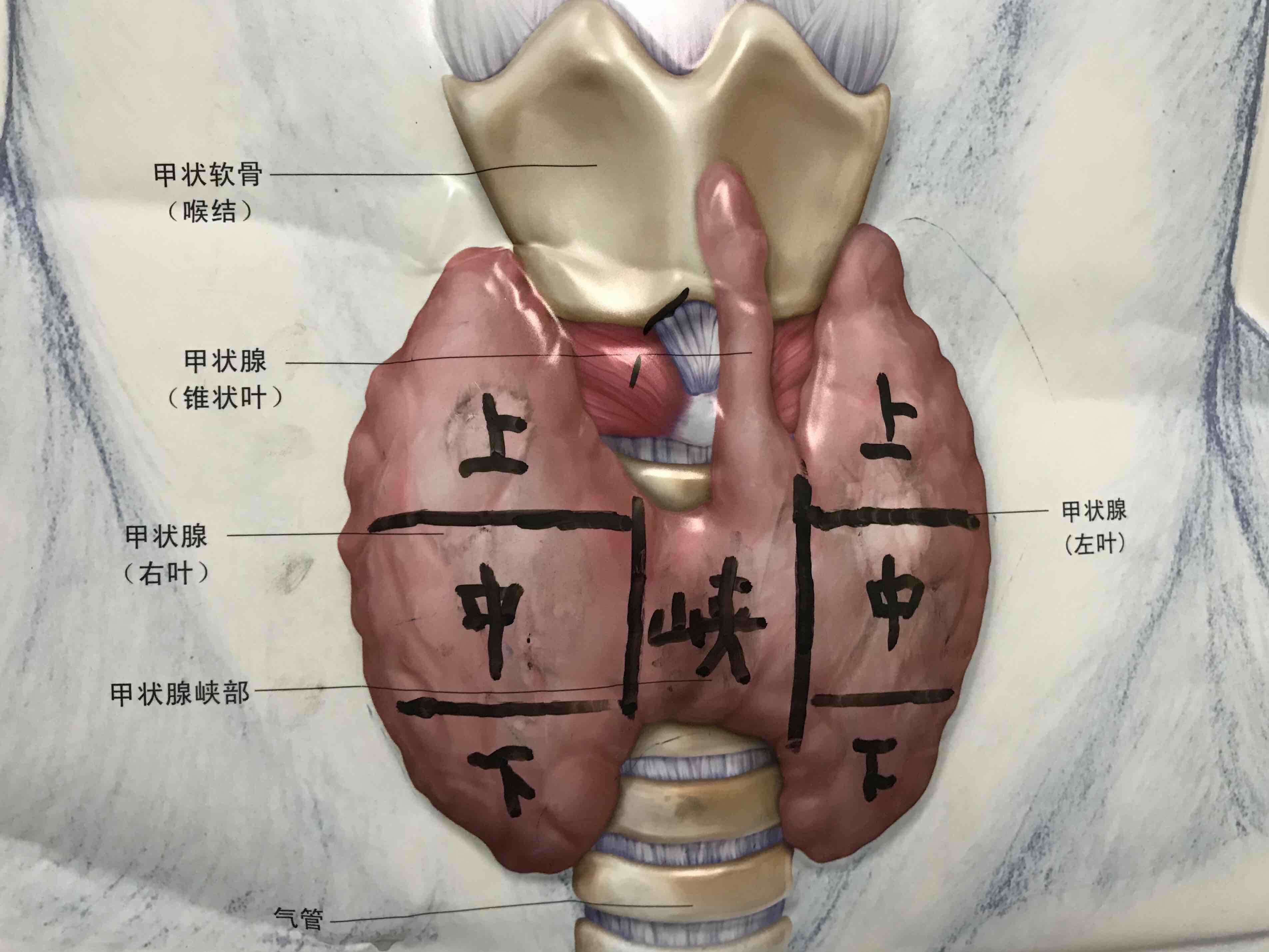 甲状腺具体位置图片