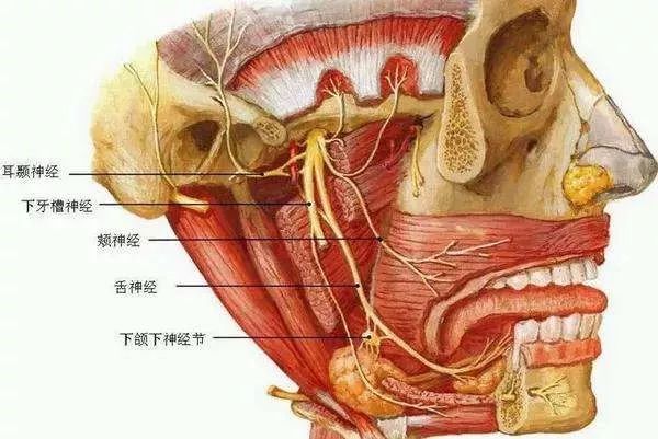 ③智齿牙根距离齿槽骨内的下方槽神经和舌方的舌神经较近  碰到了