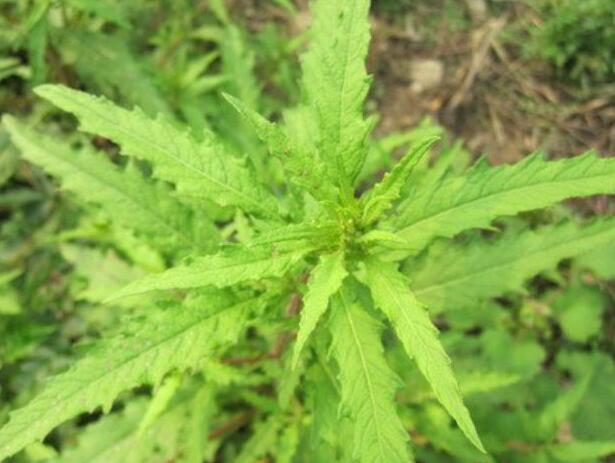 血小板低鼻血止不住,试试"鼻血草"