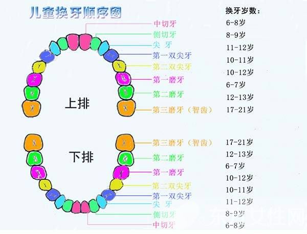 牙齿分布排列图图片