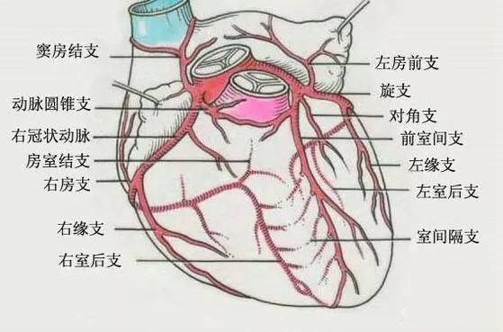心肌和心脏的位置图片图片