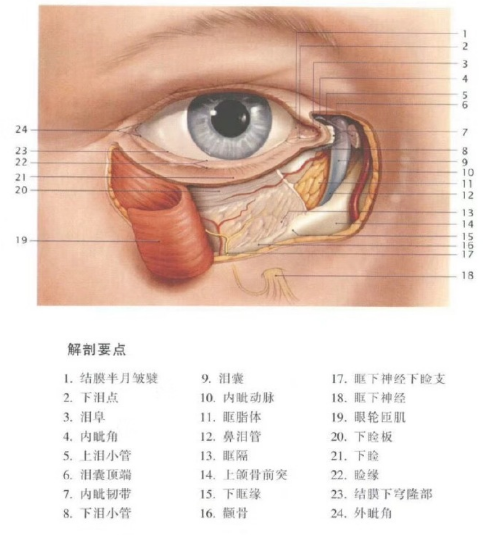 眼睛周围图解图片