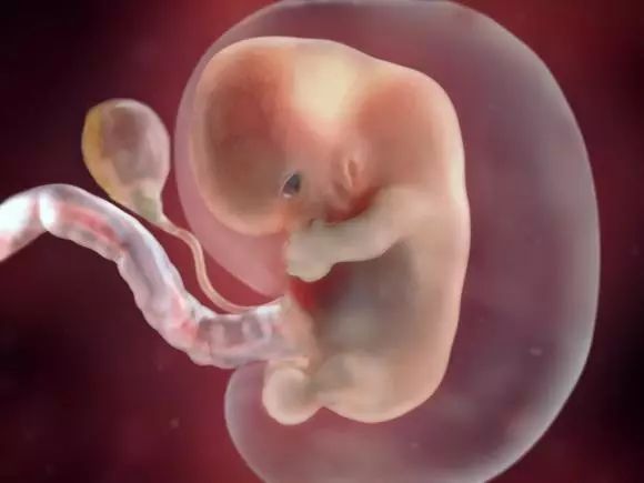 37张模拟图告诉准妈妈宝宝在子宫里发育的过程!太神奇了!