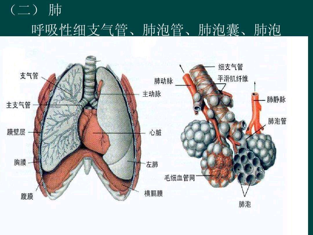 肺泡位置图片