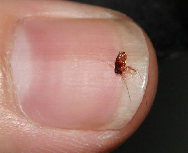 关于被跳蚤叮咬的三个小故事