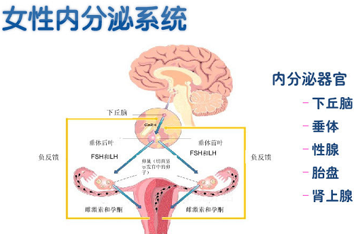 青春期来了大姨妈没来女人花没法盛开