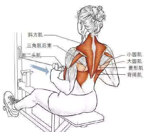 看看强大的肌肉斜方肌(图粉色部分)是很大的一块肌肉,注射肩部,可将