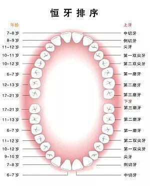 32颗牙齿排列图图片