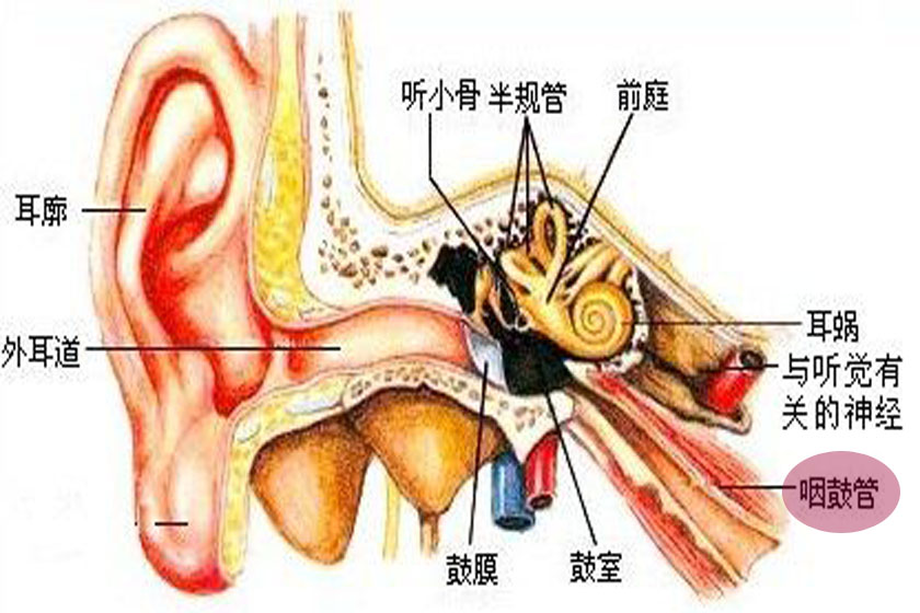 咽鼓管的面部位置图片图片
