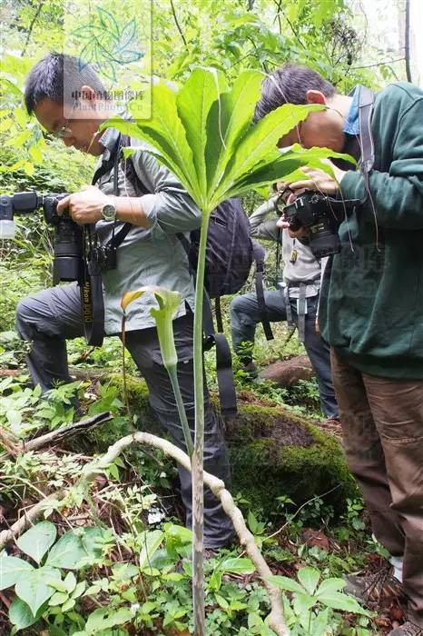 药用植物天南星炭疽病图片