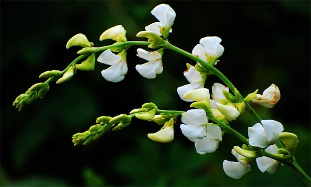 痢疾馬齒莧扁豆花止洩暖胃