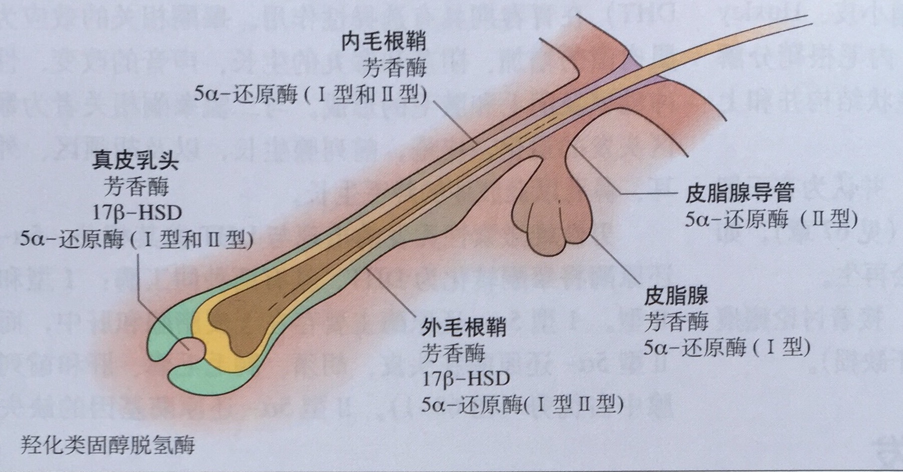 为什么毛孔粗大的总是你？！--爱问医生