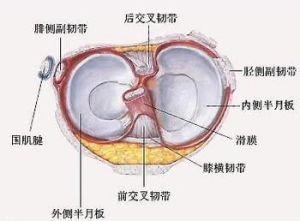 三度撕裂示意图图片